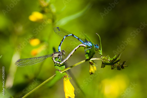 Two dragonflies