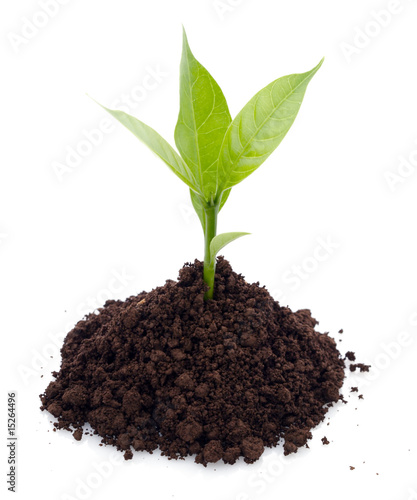 Wallpaper Mural Jeune pousse Torontodigital.ca