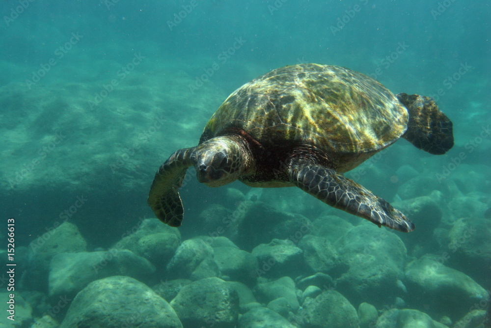 Obraz premium Schildkröte