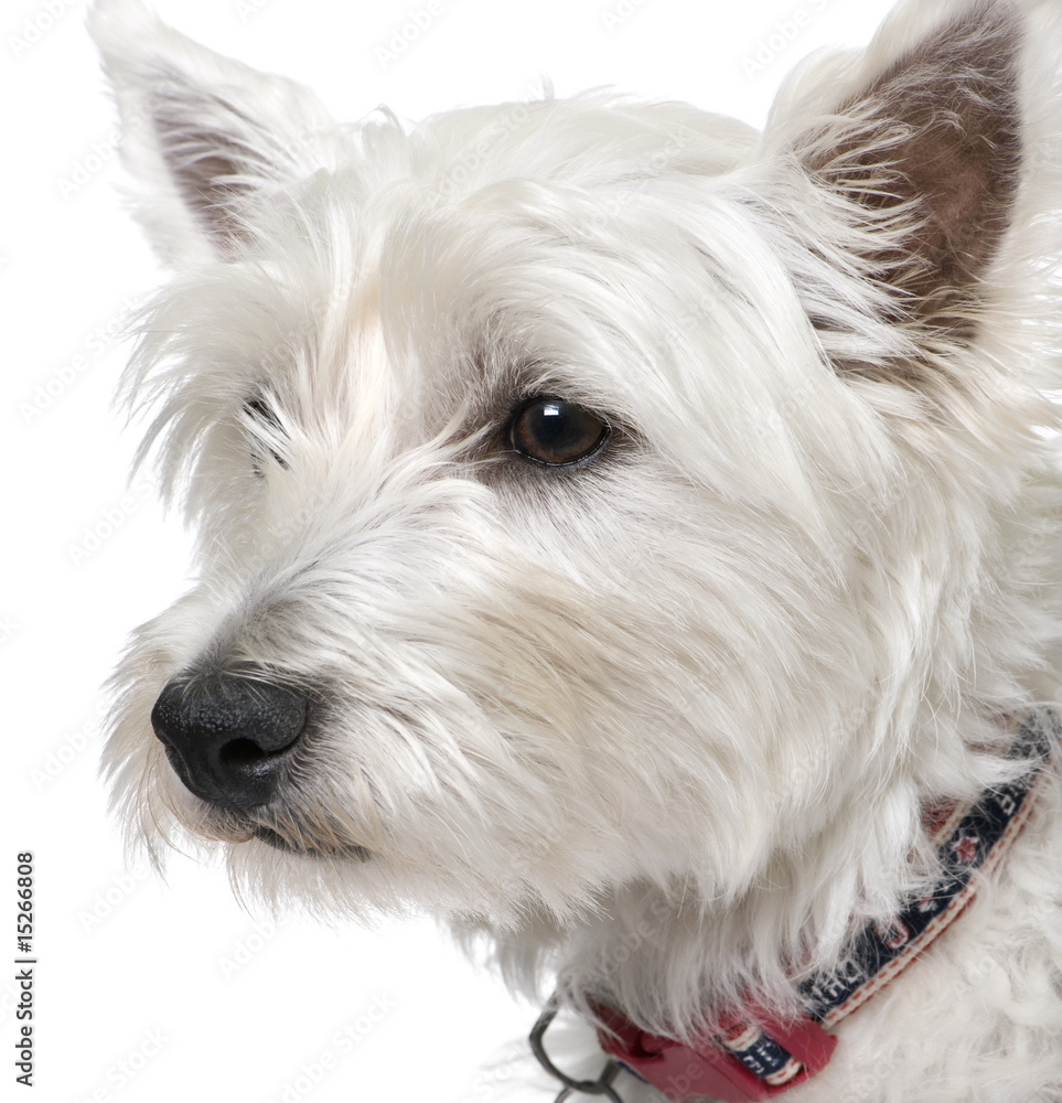 West Highland White Terrier (1 year old) portrait. West Highland White Terrier (1 year old) portrait.