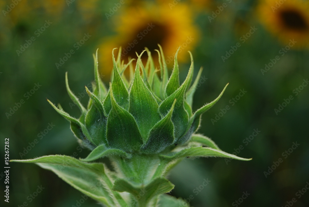 Sonneblume6 Sonneblume6