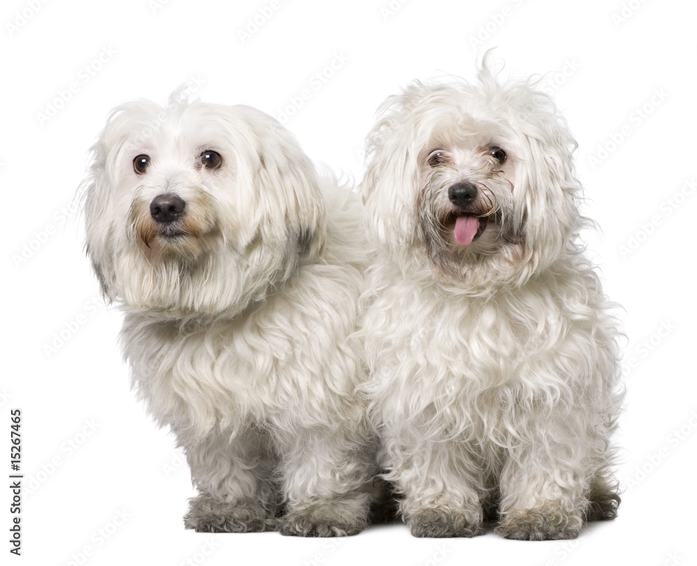 couple of two maltese dog (4 years old) couple of two maltese dog (4 years old)