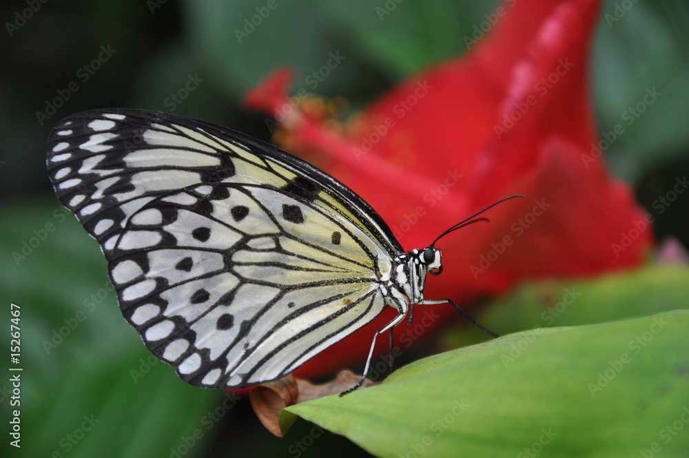 Fototapeta premium A Pollen Soaked Tree Nymph