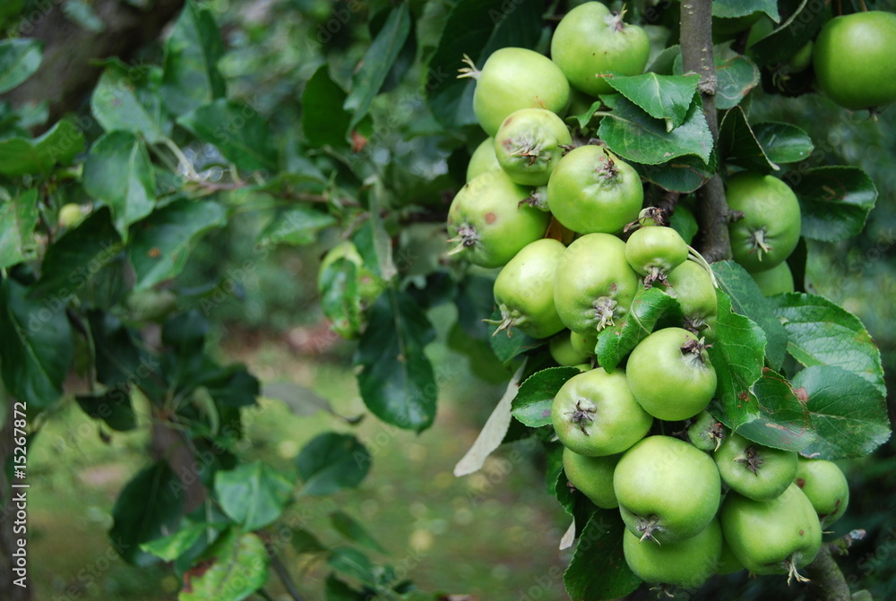 Apfel Apfel