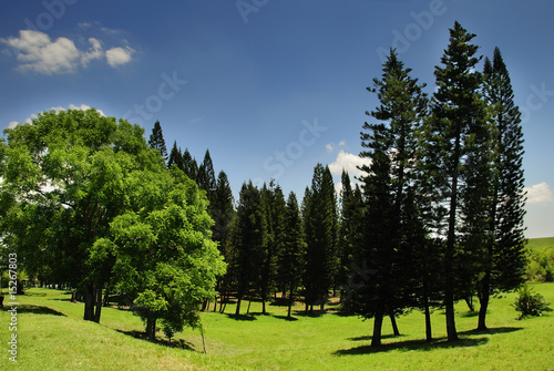 Photography Landscape with pine trees
