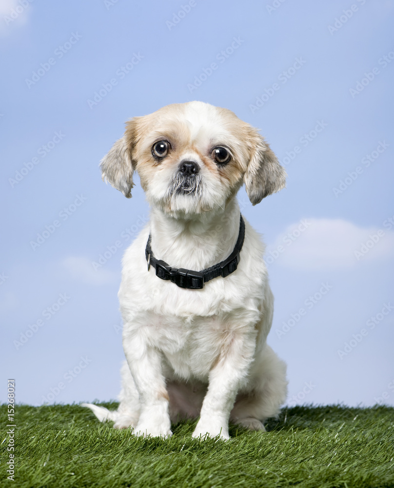 Mixed-Breed Dog between a shih-tsu and a pekingese (4 years old) Mixed-Breed Dog between a shih-tsu and a pekingese (4 years old)