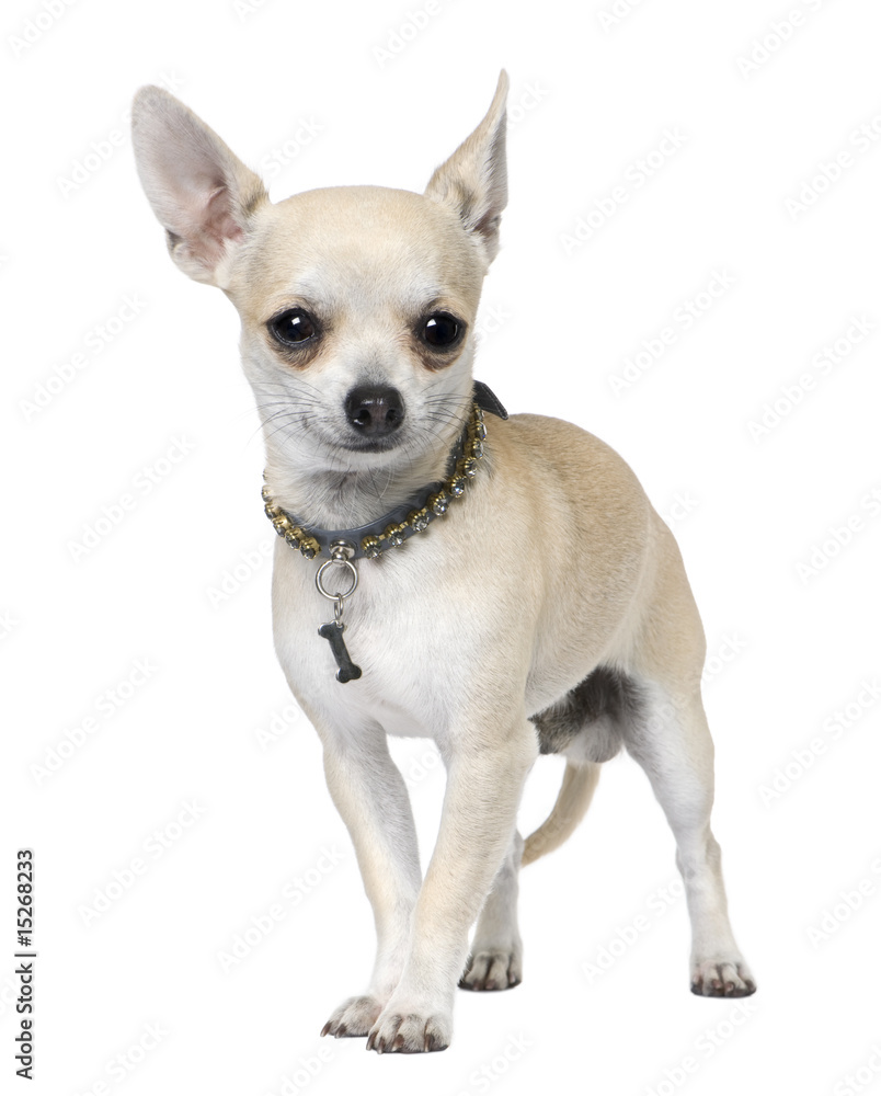 chihuahua (1 year old)