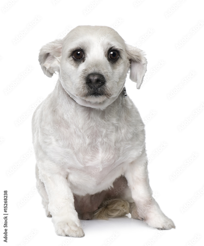 maltese dog (3 years old) sitting
