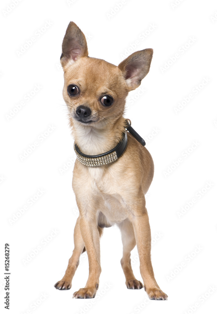 chihuahua (18 months old)