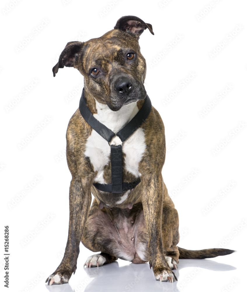 American Staffordshire terrier (4 years old) sitting
