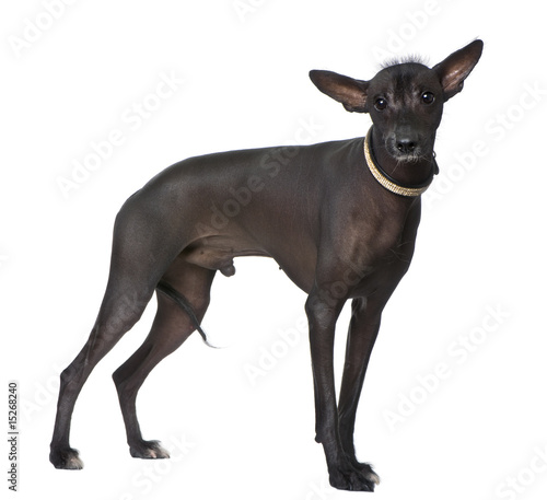 Peruvian Hairless Dog  18 months old 