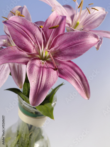 beautiful lily in glass mug still-life