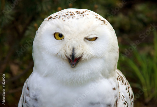 Samolepka snow owl winking