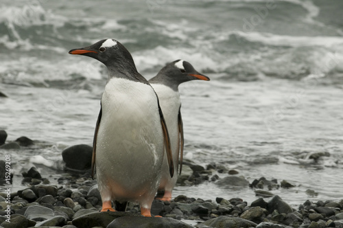 Pinguim na Antartica © Reghran