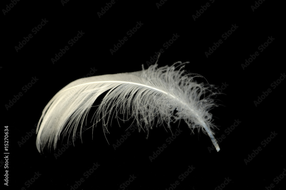 Obraz premium feather