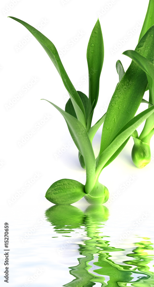 Obraz premium bulbe d'aloès