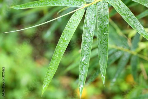 eau sur feuilles de bambou