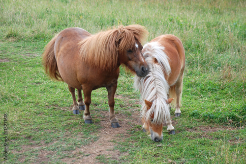 Shetlandponys auf der Koppel