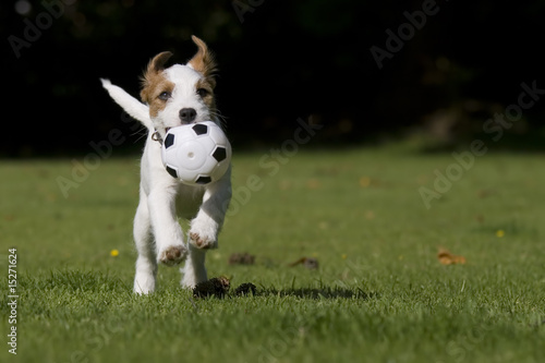 Parson Jack Russell Russel Terrier Welpe