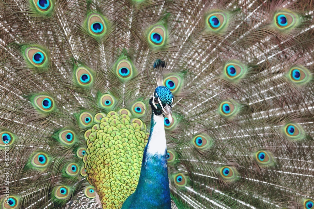 Obraz premium Pfau