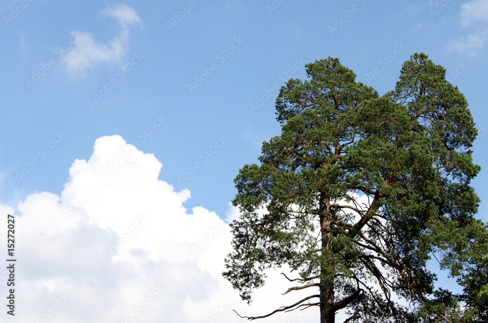 Obraz premium Fichte