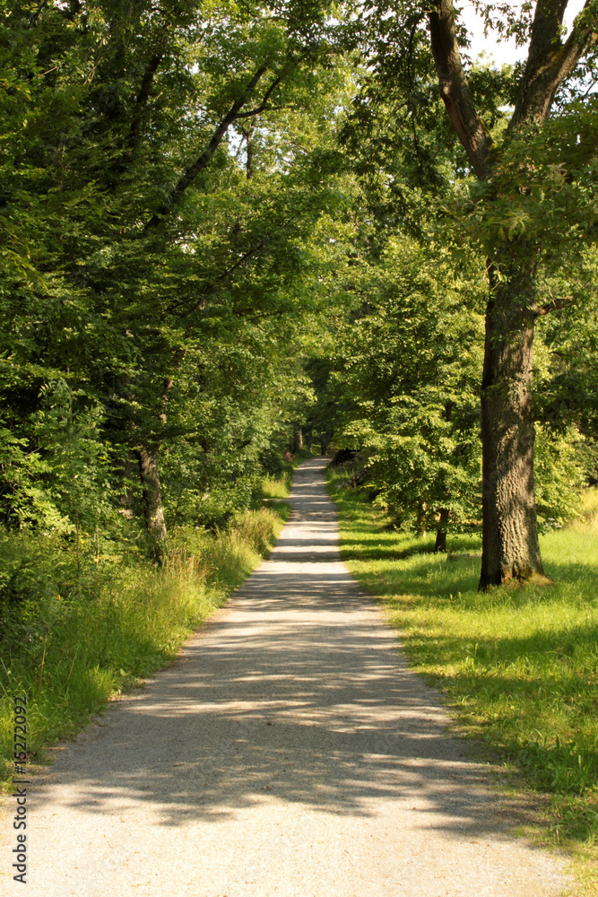 Waldweg Waldweg