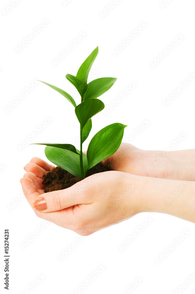 Green seedling in hand isolated on white Green seedling in hand isolated on white