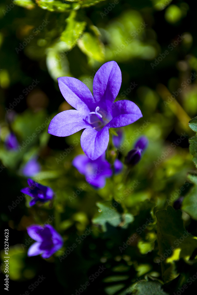 A purple flower growing in the garden A purple flower growing in the garden