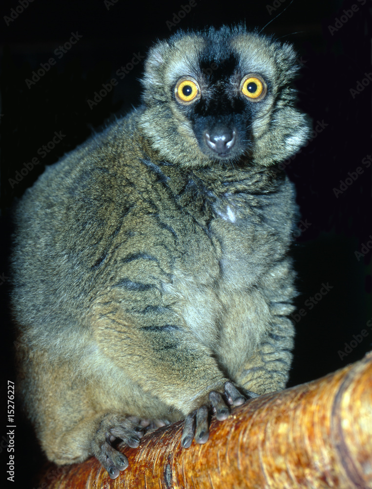 Naklejka premium Maki_114573