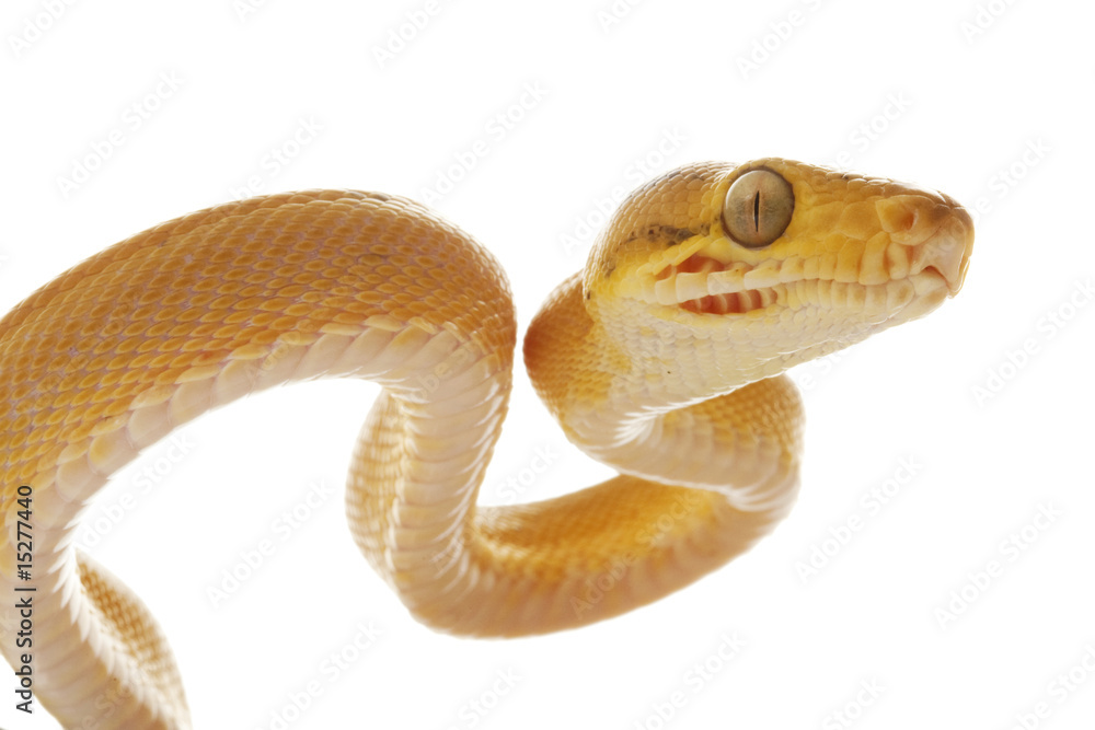 Obraz premium Amazon tree boa