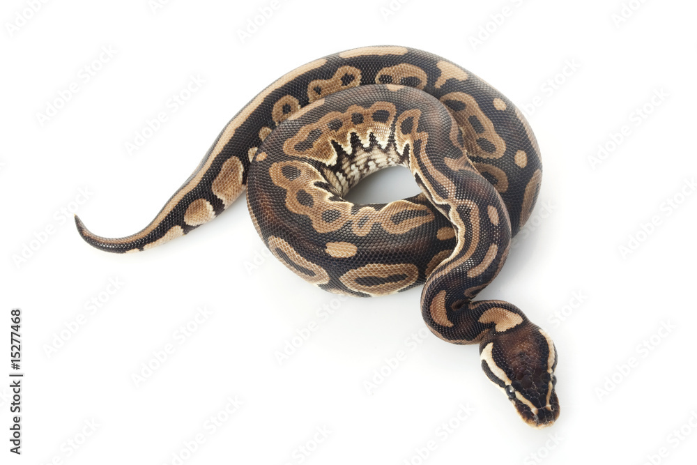 Fototapeta premium ball python
