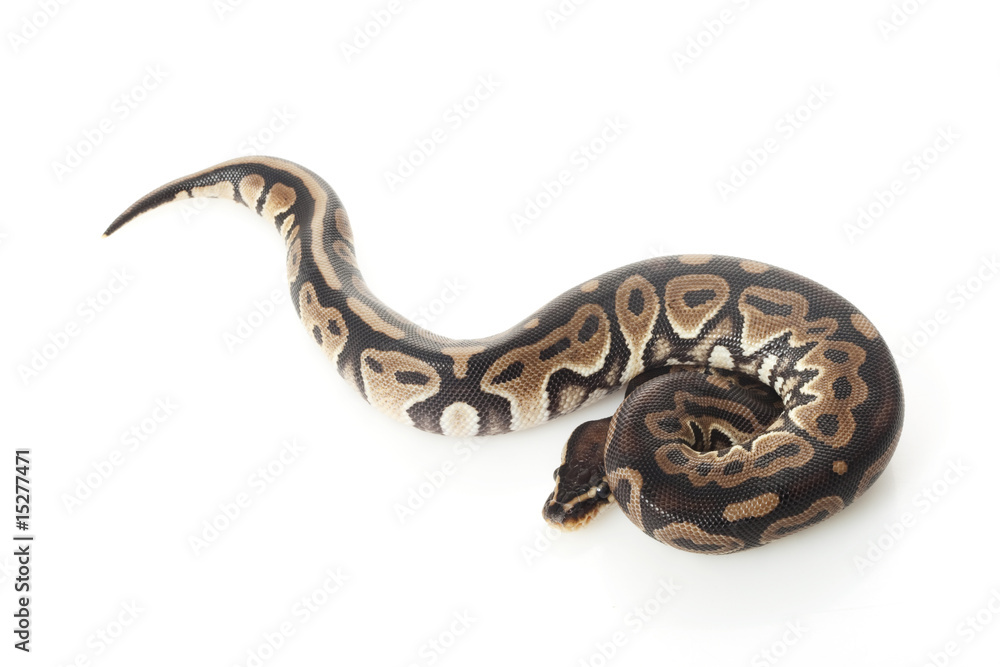 Fototapeta premium lball python