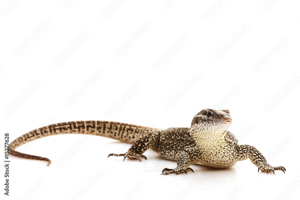 Fototapeta premium Timor Monitor lizard