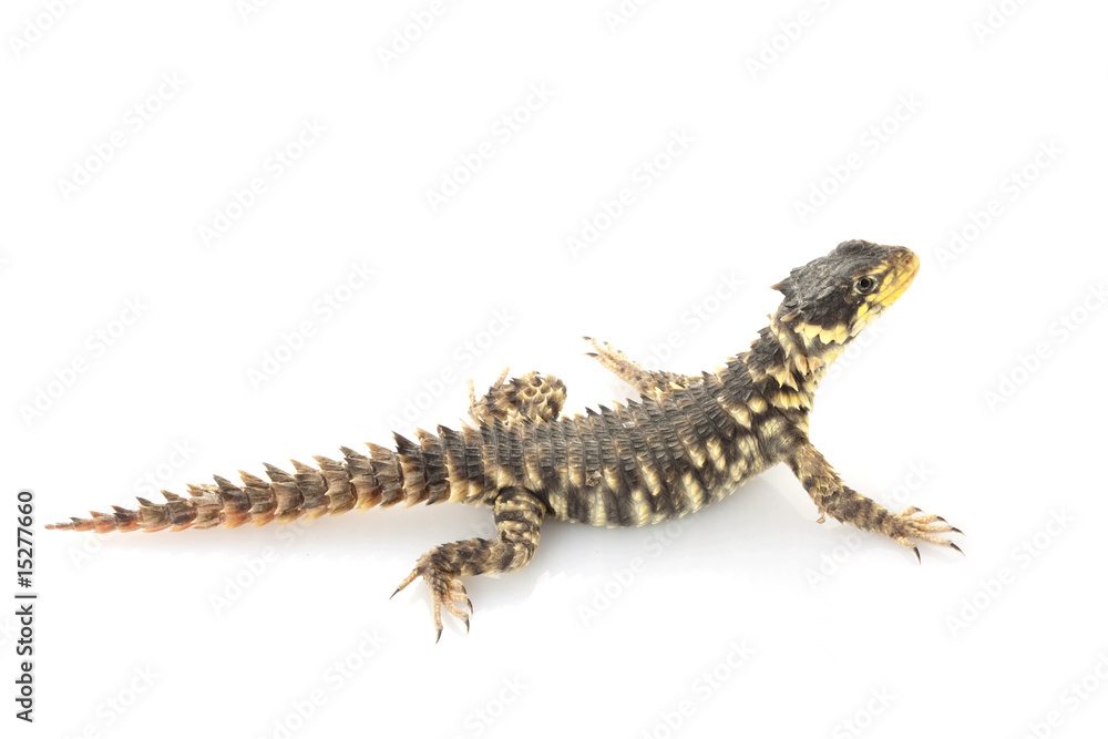 Fototapeta premium Giant Girdled Lizard