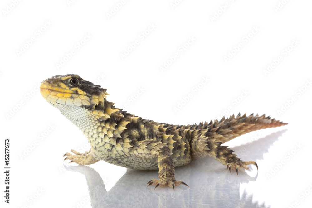 Naklejka premium Giant Girdled Lizard