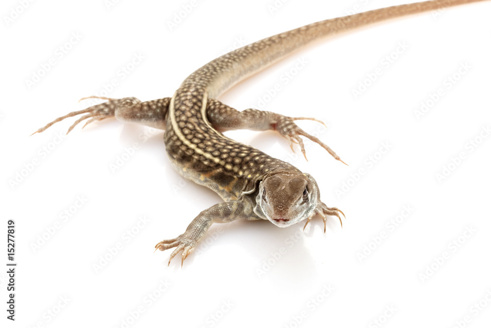 Naklejka premium Butterfly Agama Lizard