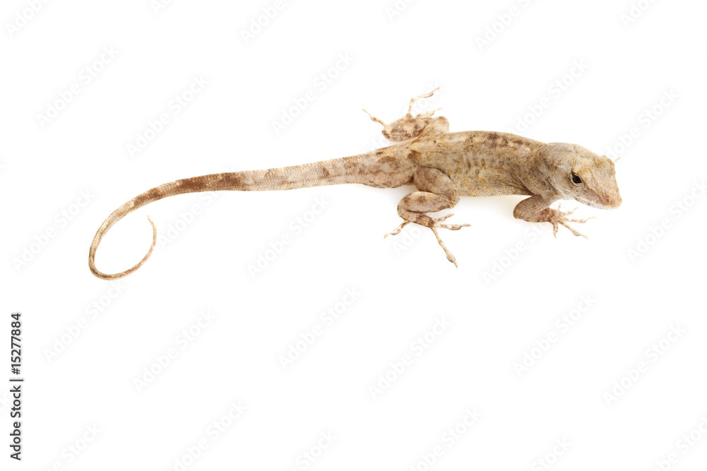 Naklejka premium Green Anole