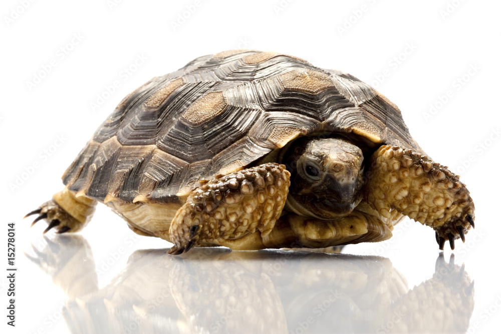 Obraz premium Patagonian Tortoise