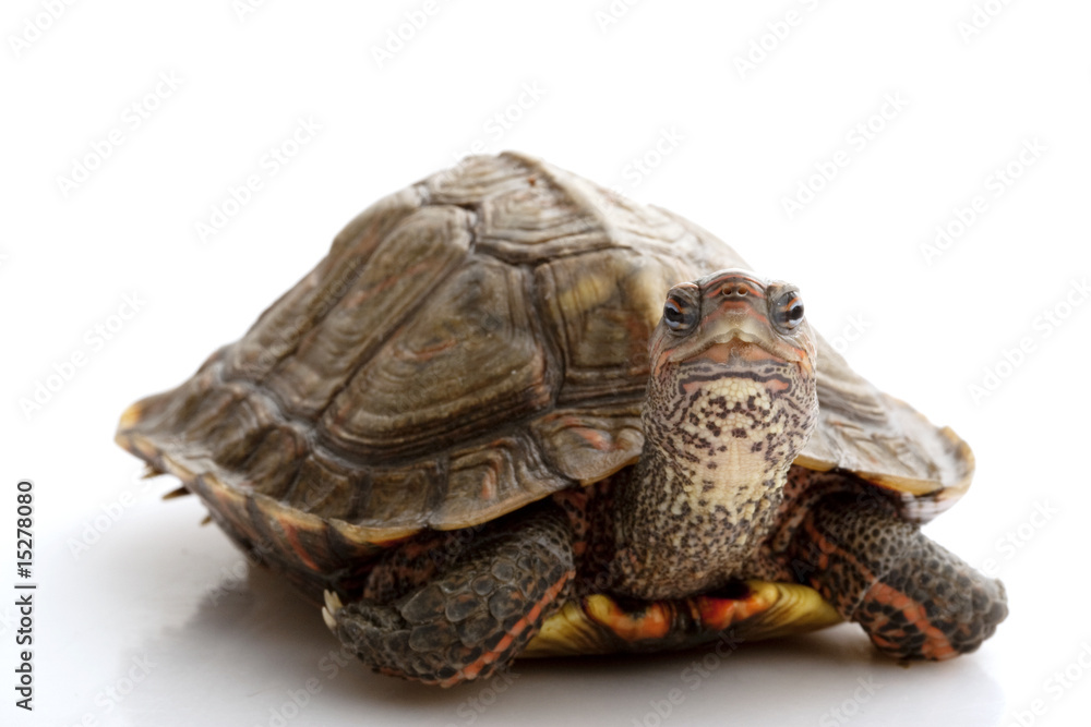 Obraz premium Honduran Wood Turtle