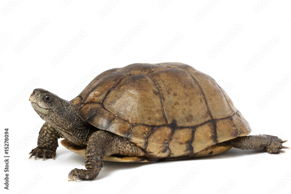 Naklejka premium Coahuilan Box Turtle