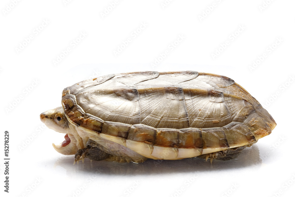 Obraz premium turtle lisolated on white background