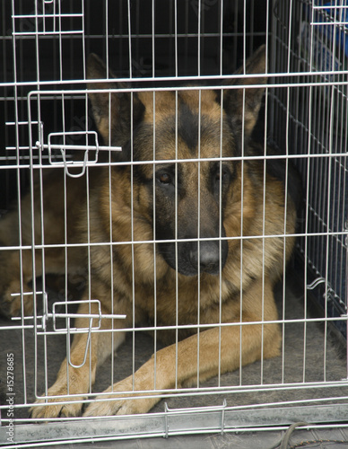German shepherd in a car cage.