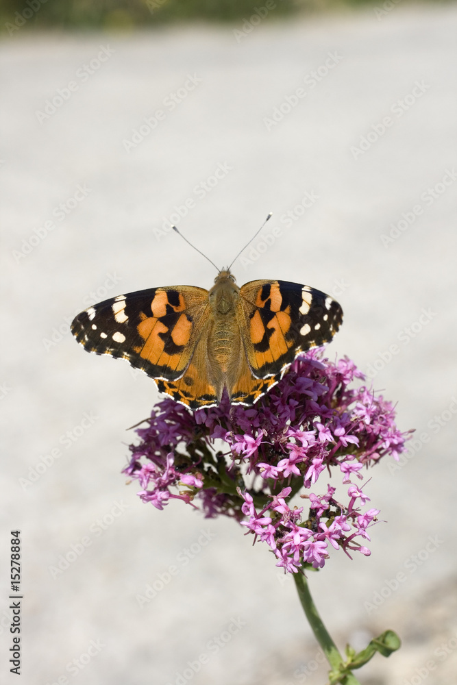 Obraz premium Farfalla