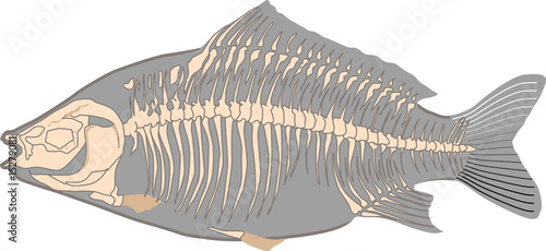 Fisch