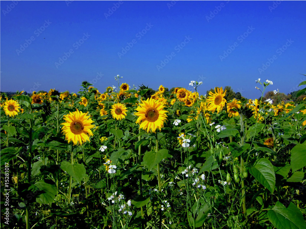 Fototapeta premium Sonnenblumenmeer
