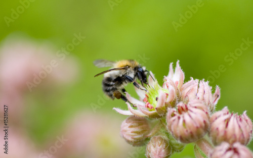 bumblebee © Zbyszek Nowak