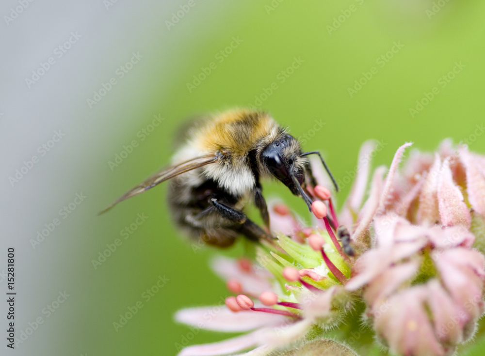 bumblebee bumblebee