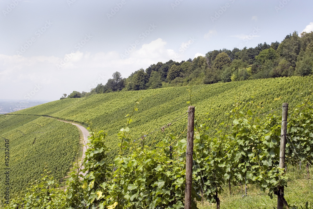 Weinberg im Sommer 1 - vineyard in summer 1