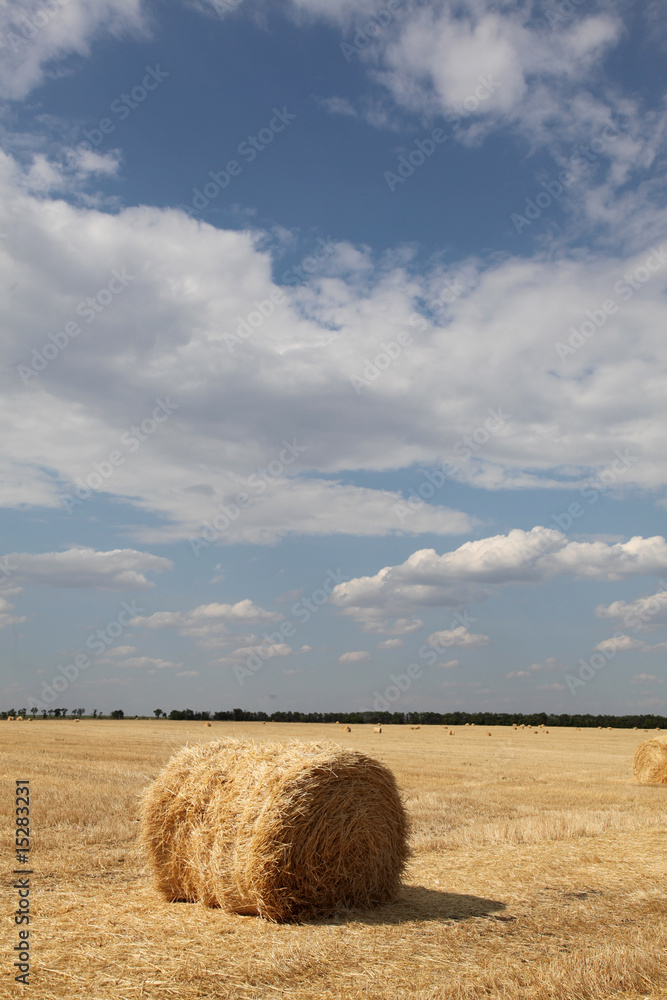 Wheat rolls at field