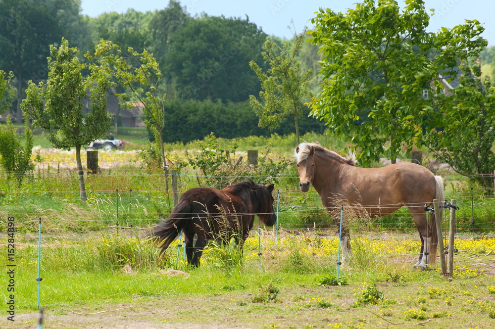 Fototapeta premium Horse and pony